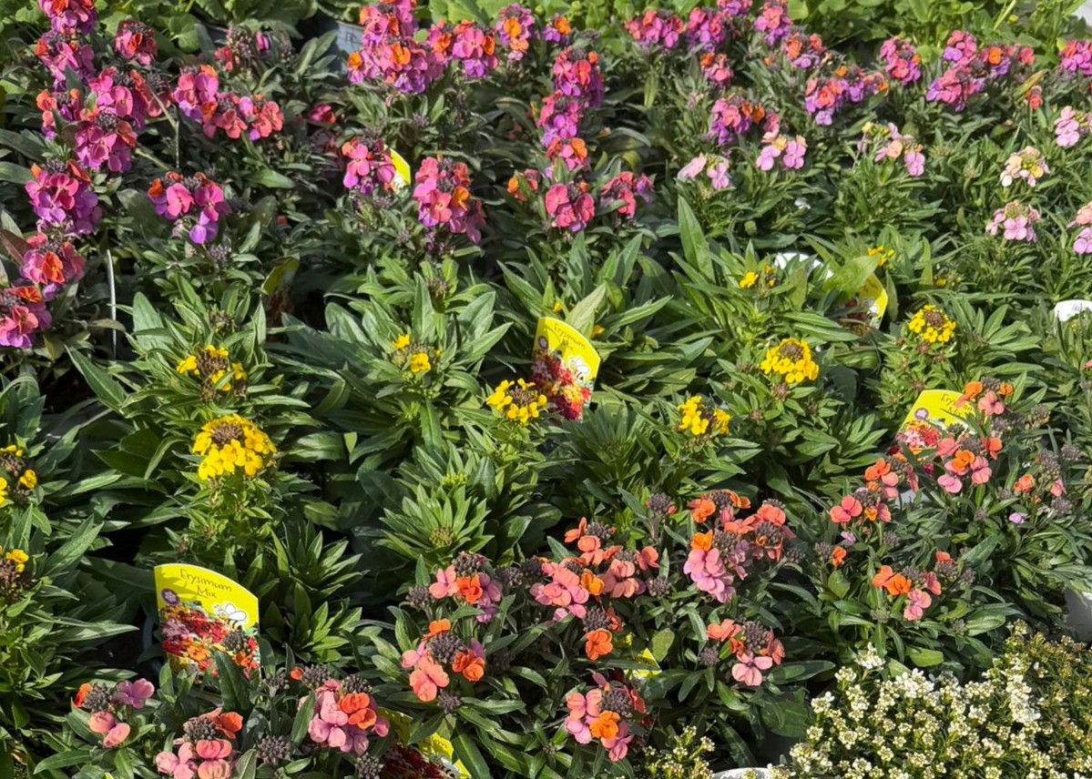 Monheimer Blumenmarkt